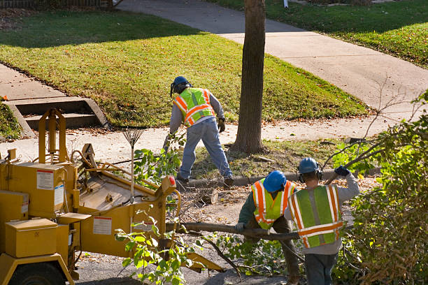 Best Commercial Tree Services  in Westlake Corner, VA